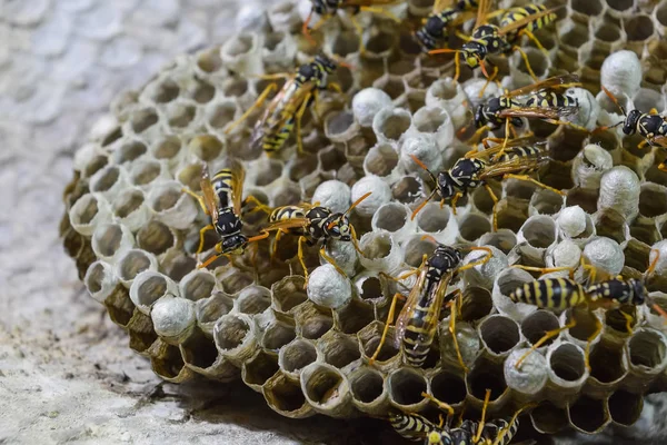 Üzerinde eşek arıları olan eşek arısı yuvası. Eşek arıları polist. Bir yuva