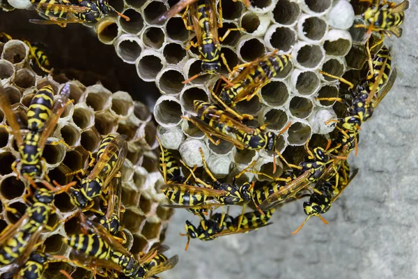 Vespiary. Yaban arıları polist.