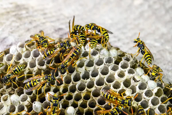 Yaban arıları polist. Vespiary