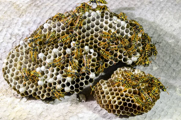 Yaban arıları polist. Vespiary