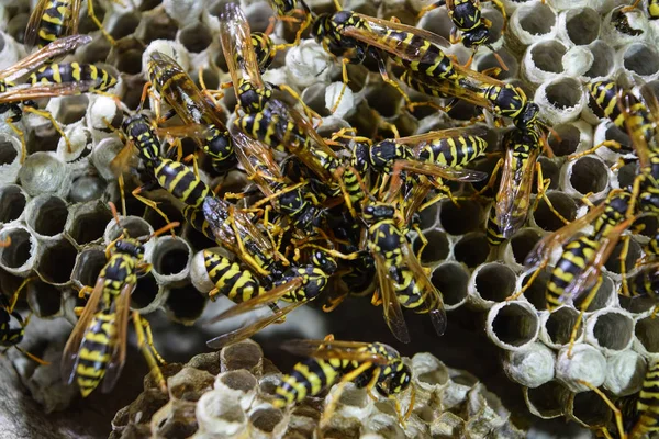 Vespiary. Yaban arıları polist.