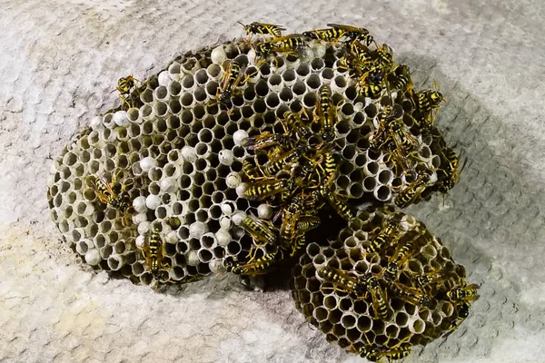 Vespiary. Yaban arıları polist.