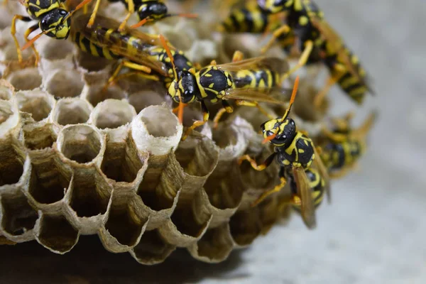 Üzerinde eşekarıları olan bir arı kovanı. Eşek arıları polisi. Yakından çekilen bir eşek arısı ailesinin yuvası.