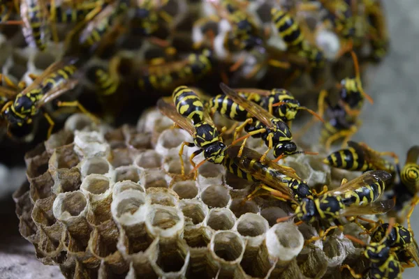 Üzerinde eşekarıları olan bir arı kovanı. Eşek arıları polisi. Yakından çekilen bir eşek arısı ailesinin yuvası. — Stok fotoğraf