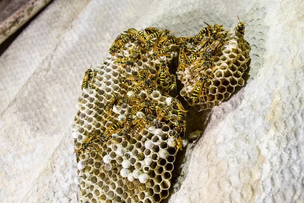 Yaban arıları polist. Vespiary