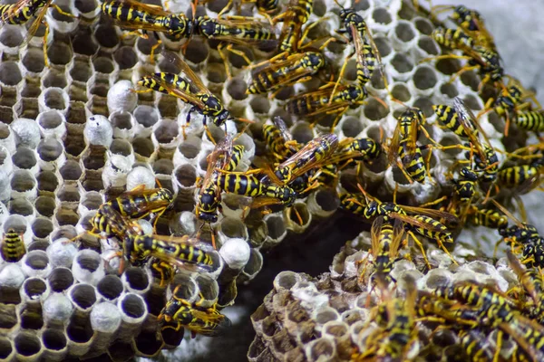 Yaban arıları polist. Vespiary