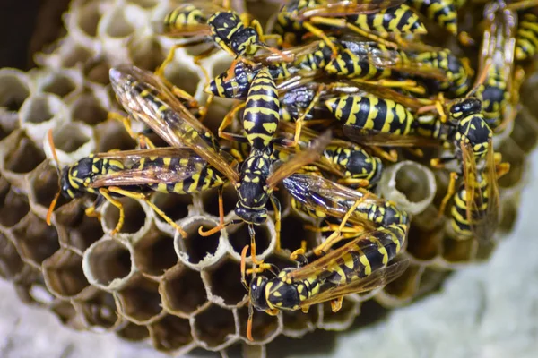 Üzerinde eşek arıları olan eşek arısı yuvası. Eşek arıları polist. Bir yuva