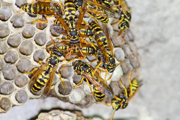Yaban arıları polist. Vespiary