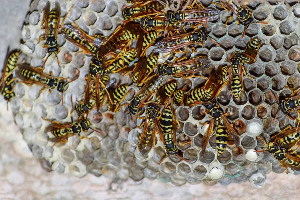 Yaban arıları polist. Vespiary