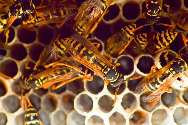 Yaban arıları polist. Vespiary