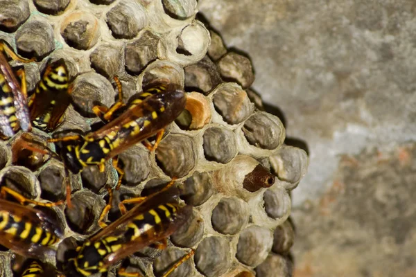 Yaban arıları polist. Vespiary