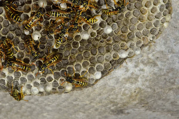 Vespiary. Yaban arıları polist.