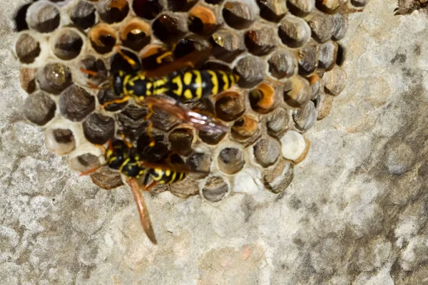 Yaban arıları polist. Vespiary