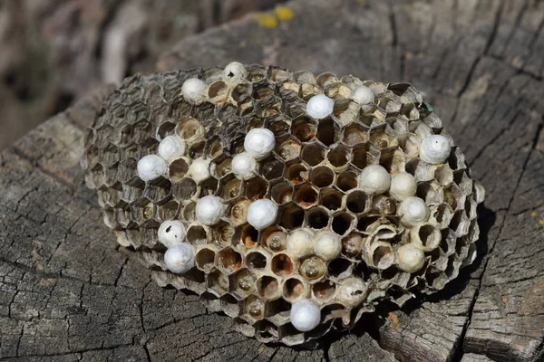 Eşek arısı olmayan eşek arısı yuvası. Ele geçirilen yuva arıları. Petek