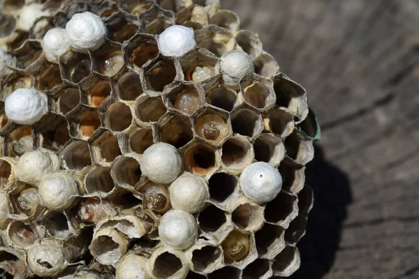 Eşek arısı olmayan eşek arısı yuvası. Ele geçirilen yuva arıları. Petek