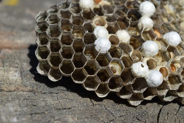 Vespiary. Eşek arıları polist. Eşek arıları bir ailenin yuvası olan t