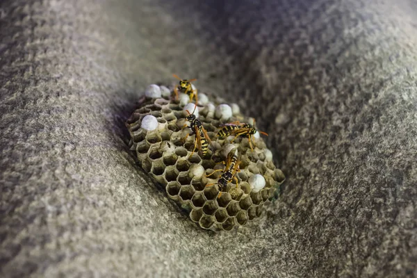 Wespennest mit darauf sitzenden Wespen. Wespen polieren. das Nest eines — Stockfoto