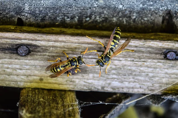 Deux guêpes sur une planche. Poliste guêpes . — Photo