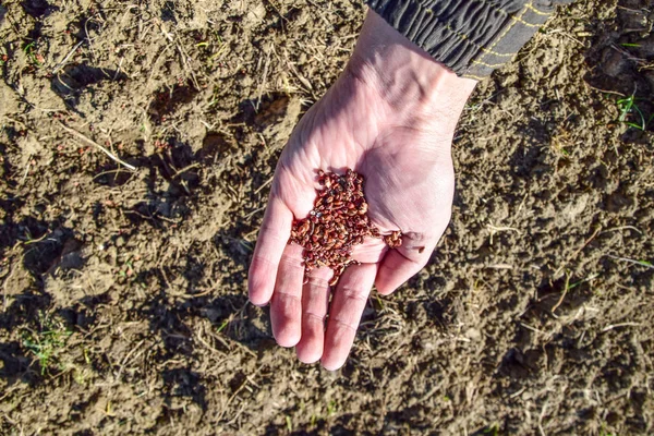 Mısır kontrolden Ekim