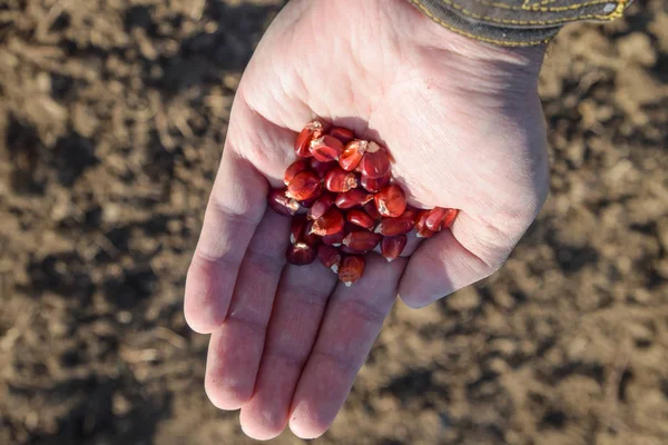 Mısır kontrolden Ekim