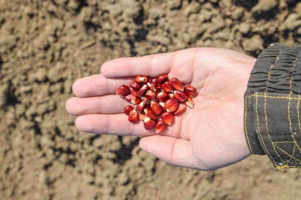 Mısır kontrolden Ekim