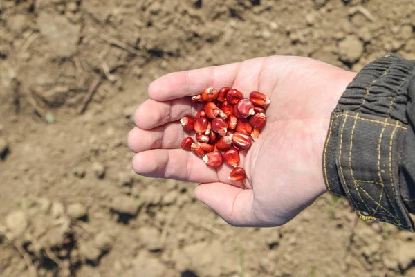 Mısır kontrolden Ekim