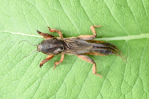 Gryllotalpa gryllotalpa On a piece of grass. Pest of garden plantations. — Stock Photo, Image