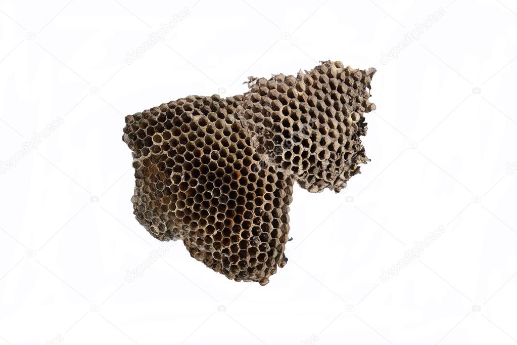 The nest of wasps with honey in the honeycomb cells. Isolate on white background