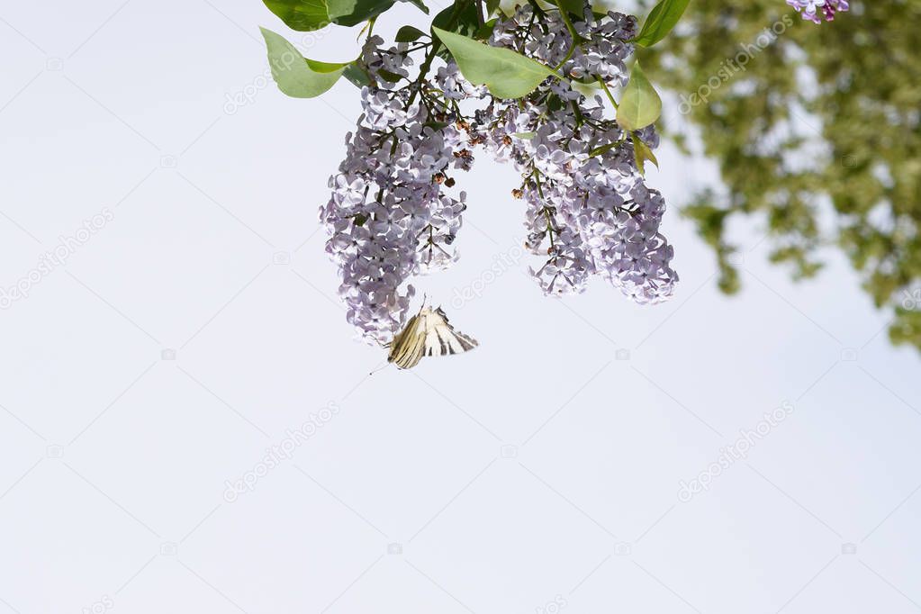 Swallowtail butterfly. Butterfly white sailboat on the flowers of lilac