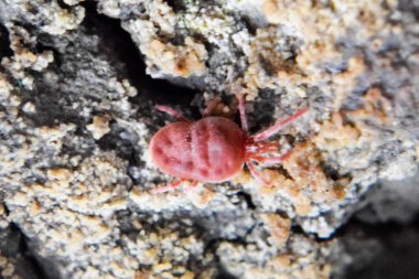 akar gider. Kırmızı kadife kene toprak sürünür.