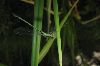 mavi yusufçuk bir çim üzerinde oturur