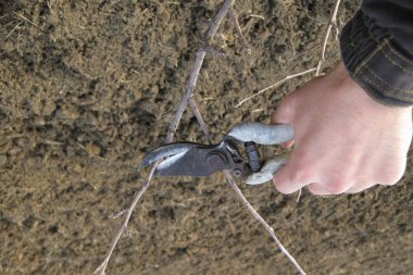 budama makası ağaçlar