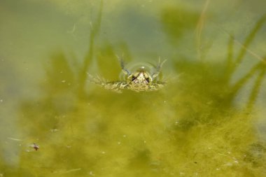 Suda kurbağa var. Kurbağaile büyümüş bir gölet.
