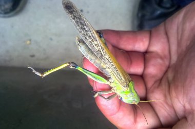 Çekirge elini üzerinde. orthopteran böcek.