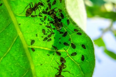 Karınca kolonisi iç yaprak yaprak biti otlatmak.