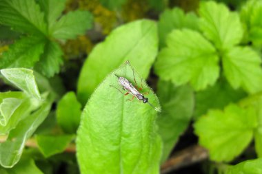 Ichneumonidae. Gerçek bir binici. Hymenoptera böcek.
