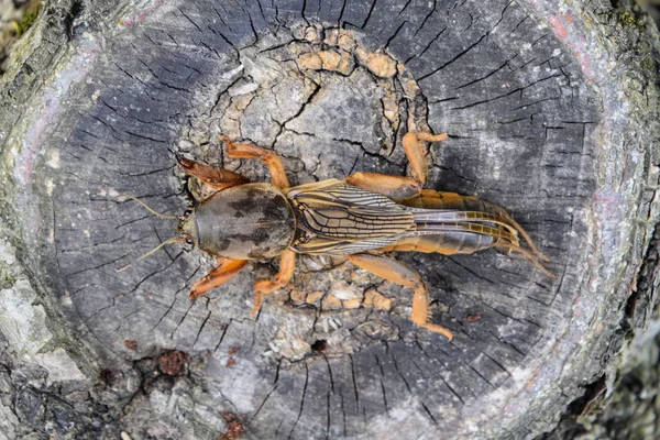 Gryllotalpa gryllotalpa No corte do velho toco. Peste de plantações de jardim . — Fotografia de Stock