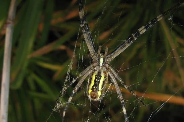 Argiopa αράχνη στον ιστό — Φωτογραφία Αρχείου