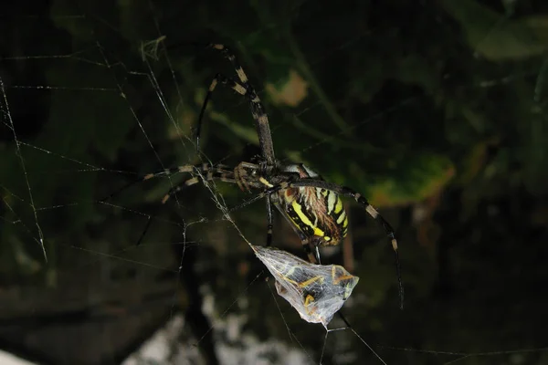 Argiopa павук в Інтернеті — стокове фото