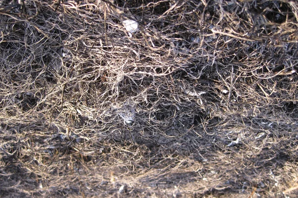A hamvait a leégett fű háttér — Stock Fotó