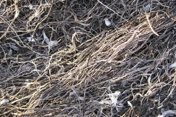 Hintergrund aus der Asche des verbrannten Grases — Stockfoto