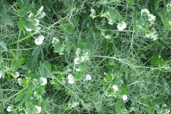 Ervilhas em flor no campo. Floração de leguminosas. Flores de ervilha — Fotografia de Stock