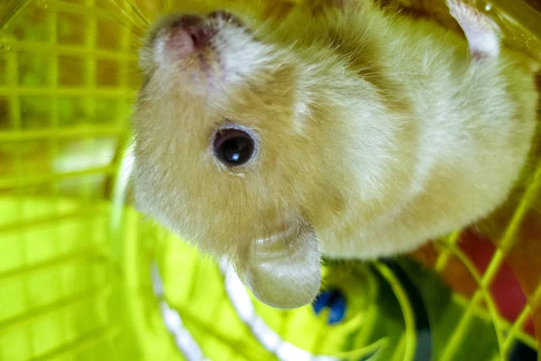 Casa de hamster em cativeiro. Roda de corrida hamster. Martelo vermelho — Fotografia de Stock