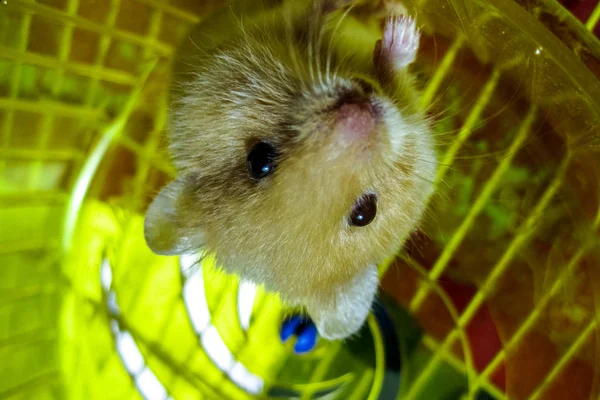 Casa de hamster em cativeiro. Roda de corrida hamster. Martelo vermelho — Fotografia de Stock