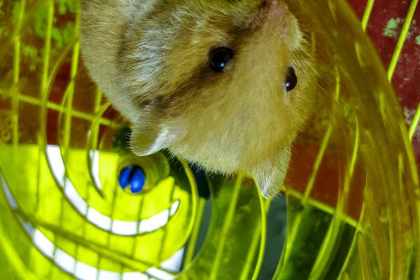 Hamster thuis in gevangenschap te houden. Hamster draaiende wiel. Rode hamster — Stockfoto