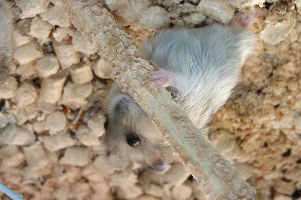 Hamster in a cage — Stock Photo, Image