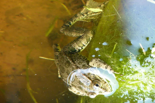 Suda kurbağa var. Kurbağaile büyümüş bir gölet.