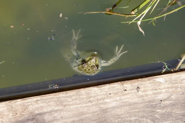 Frog in the water. An overgrown pond with a frog. — Stock Photo, Image