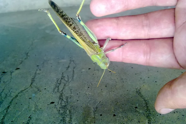 Çekirge elini üzerinde. orthopteran böcek.