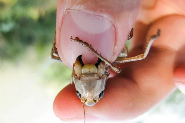 Un saltamontes marrón en los bolsillos del hombre. las mandíbulas de un saltamontes . — Foto de Stock